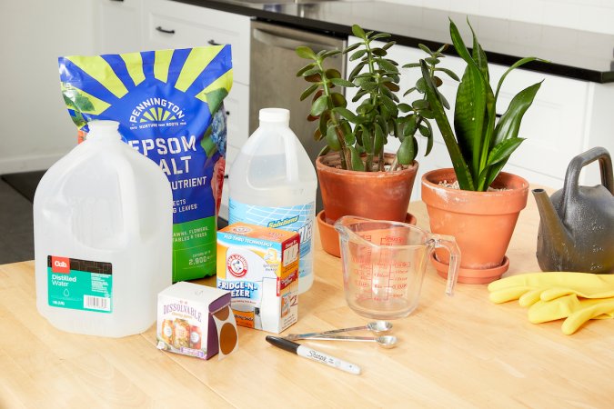 Two houseplants alongside ingredients needed to make homemade plant food.