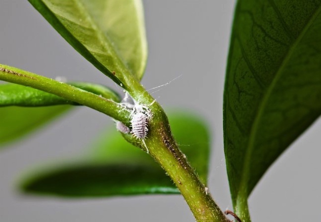 Houseplant Pests - Mealybugs