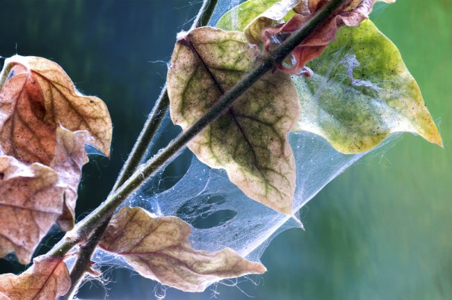 Houseplant Pests - Mites