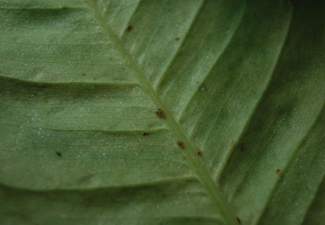 Houseplant Pests - Scale Insects