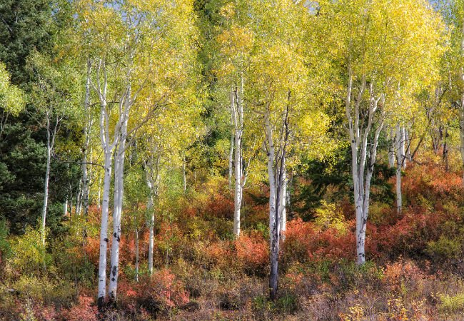 6 Trees with White Bark for a Beautiful Landscape All Year Long