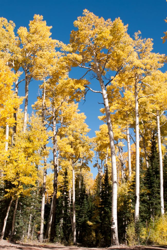 4 Trees with White Bark - The American Aspen