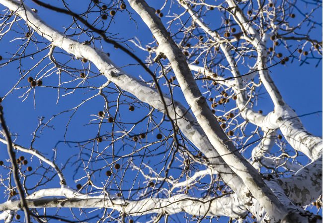4 Trees with White Bark - The American Sycamore