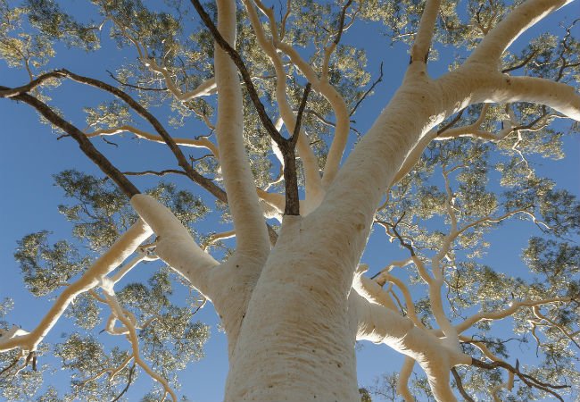 4 Trees with White Bark - The Ghost Gum