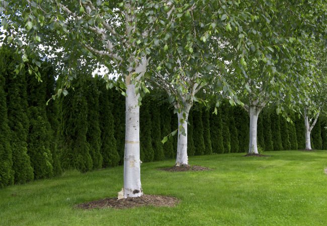 4 Trees with White Bark - The Himalayan Birch