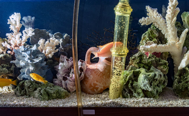 How to Clean a Fish Tank in 6 Easy Steps