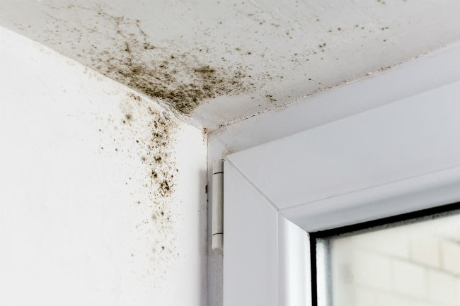 How to Test for Mold in Your Home in 6 Steps—(Even If You Can't See It)