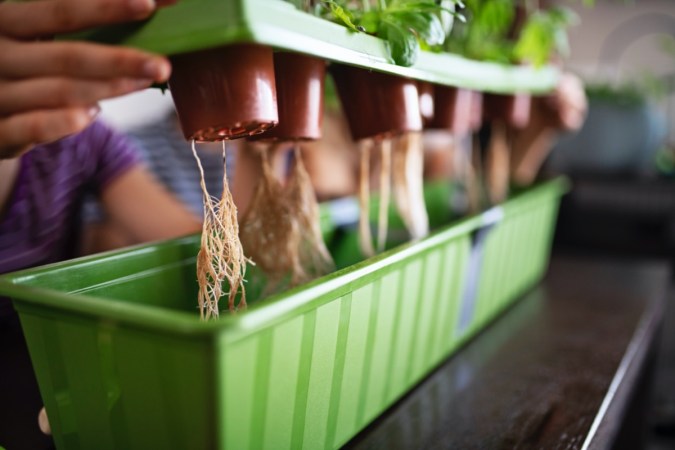 DIY Hydroponics 101: All You Need to Know About Growing Plants Without Soil
