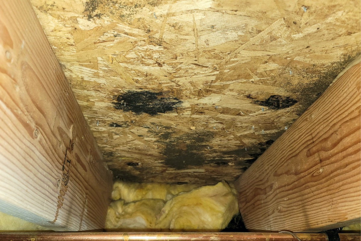 Mold grows in hidden corners in the wooden frame of a house. 