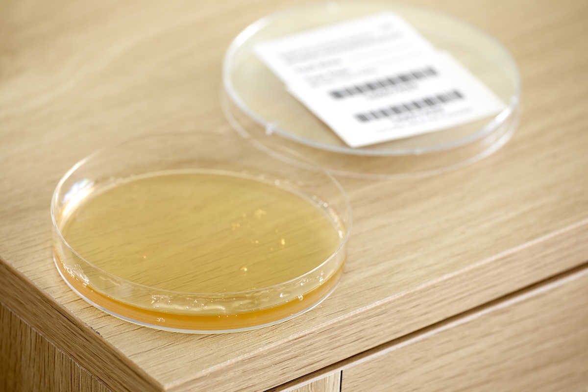 Open petri dish with minimal spores in gel fluid inside dish, lid next to dish.