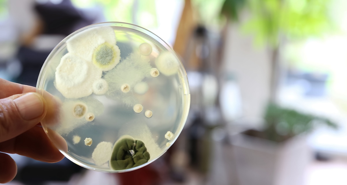 Mold grows in an at-home petri dish. 