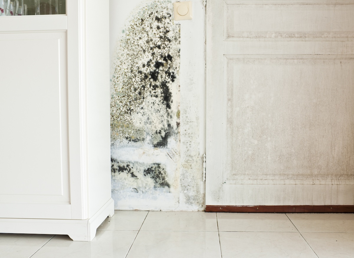 Mold growth on a wall.