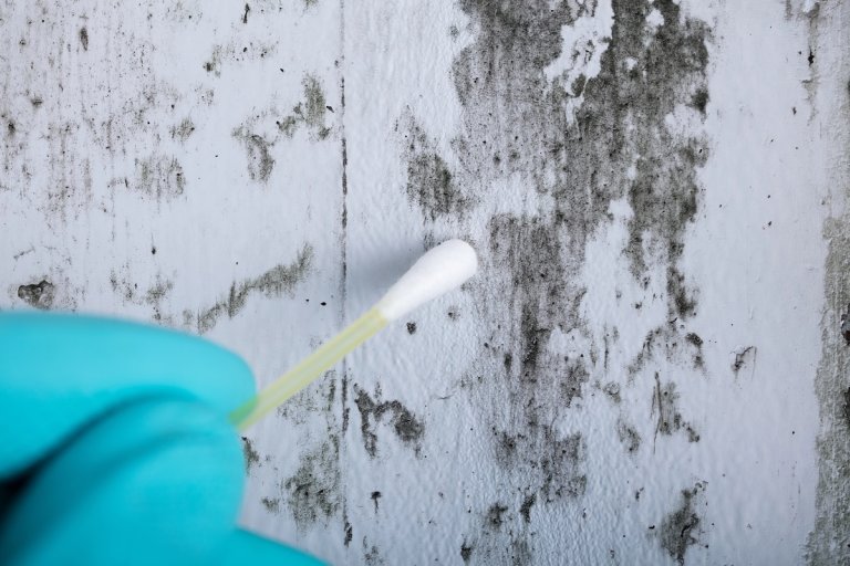 Hand wearing blue nitrile glove uses cotton swab to swab fungus or mold off white wood wall.