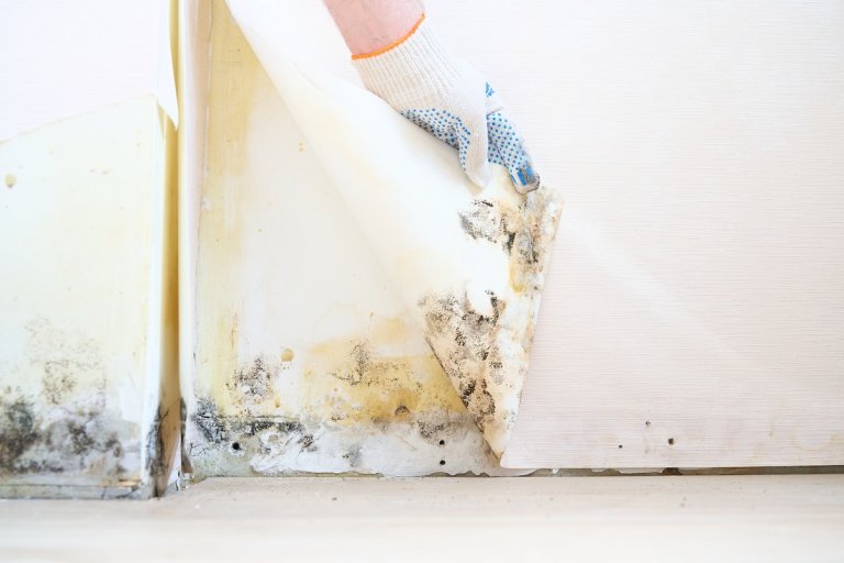 A gloved hand peels back wallpaper to expose mold.