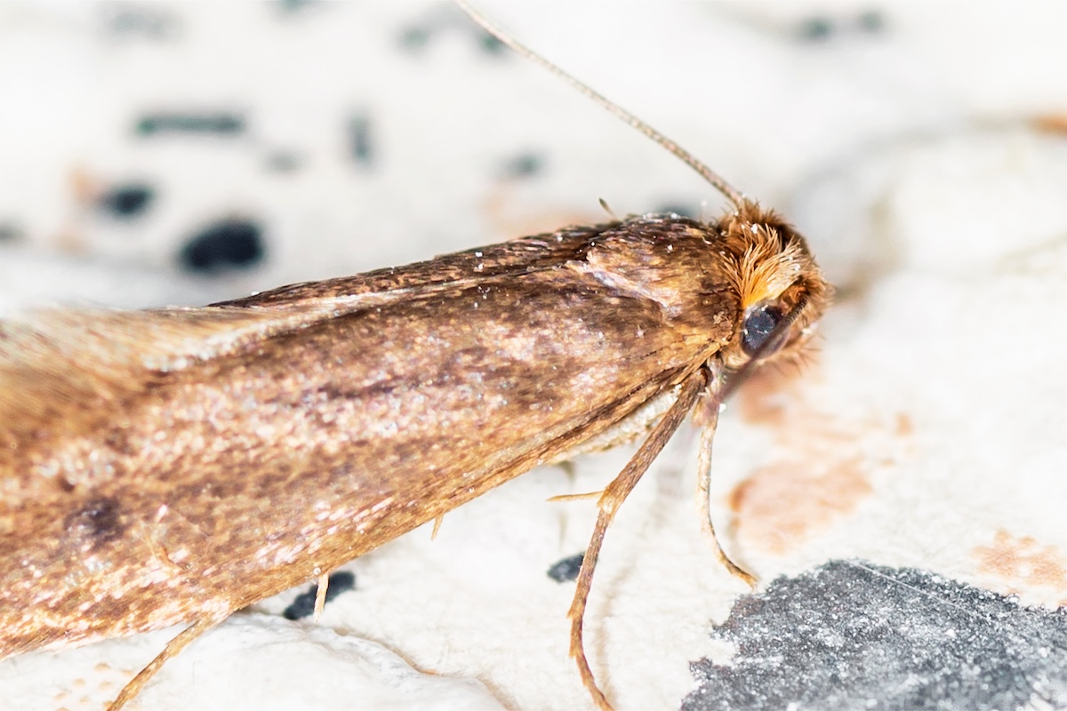 Tinea pellionella, the case-bearing clothes moth, super macro photo.
