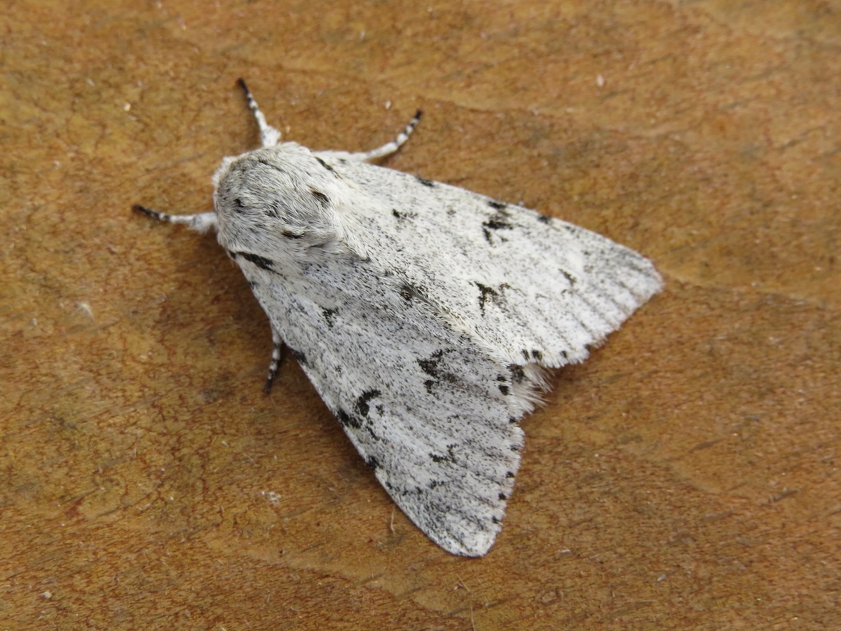 One type of Miller moth (Acronicta leporina) on a brown wood background.