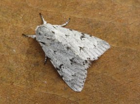 One type of Miller moth (Acronicta leporina) on a brown wood background.