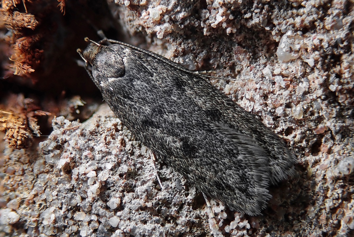 Brown house moth (Hofmannophila pseudospretella ) on brickwork on the wall of a house.