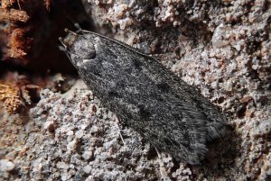 Brown house moth (Hofmannophila pseudospretella ) on brickwork on the wall of a house.