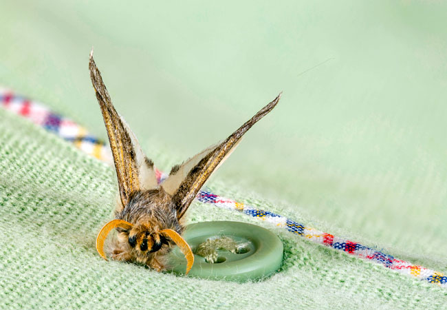 How to Get Rid of Clothes Moths
