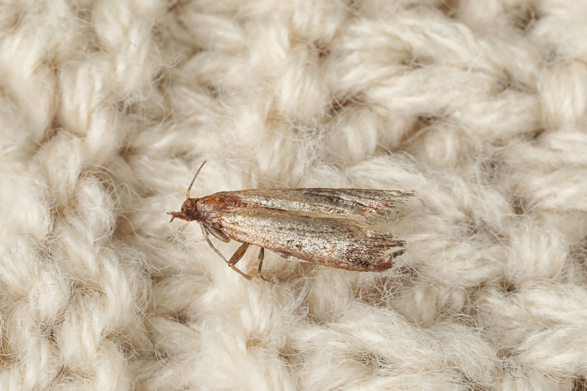Common clothes moth (Tineola bisselliella) on a beige sweater.
