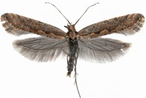 Diamondback moth (Plutella xylostella) on rapeseed against a white background.