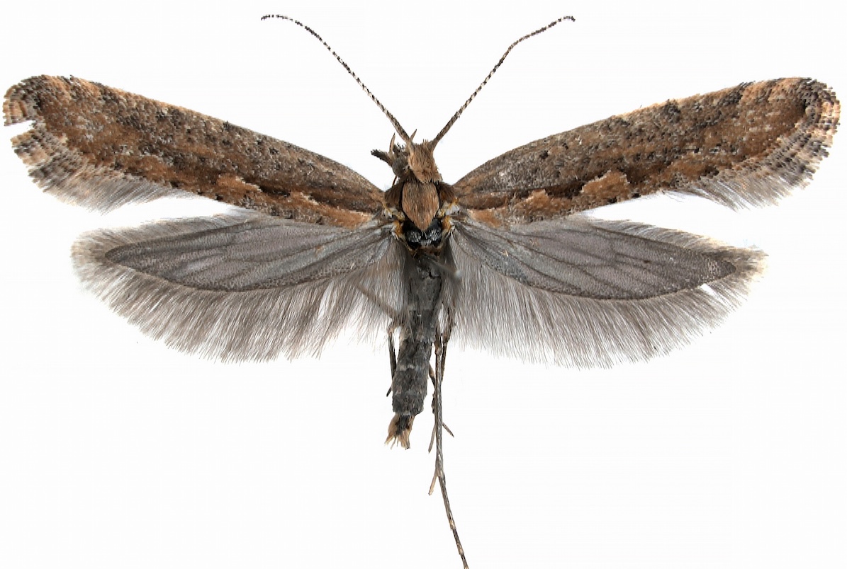Diamondback moth (Plutella xylostella) on rapeseed against a white background.