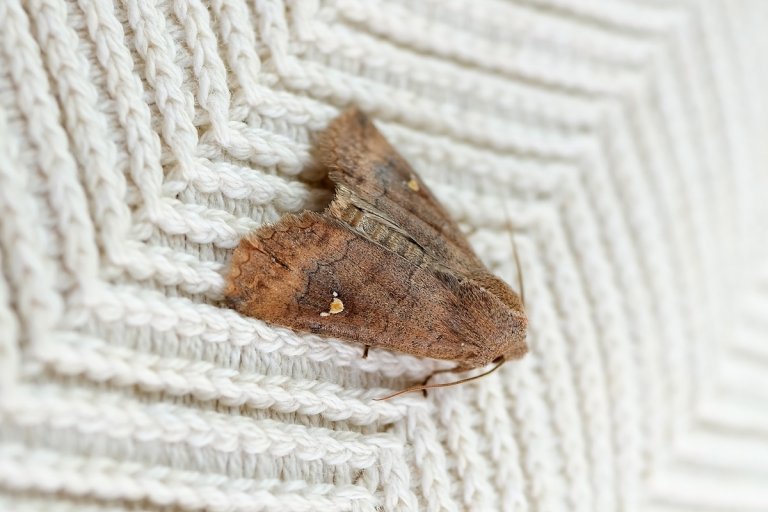 Clothes moth, sitting on a white sweater