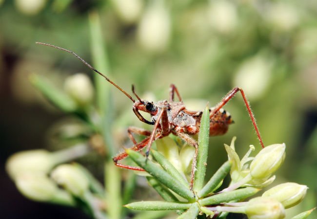 Garden Wreckers: 13 Pests That Will Tear Your Plants Apart This Spring