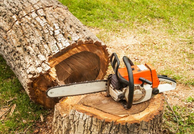 The Dos and Don'ts of Safely Felling a Tree