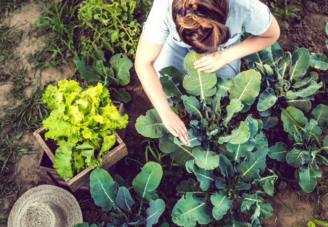 Double Digging Boosts Soil Health in Your Garden