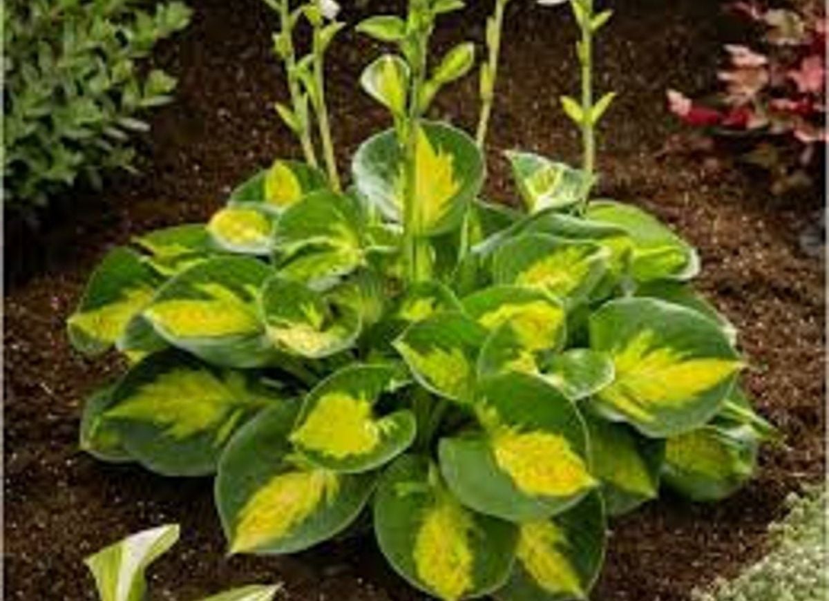 20 Plants That Are Perfect for Window Boxes Bob Vila