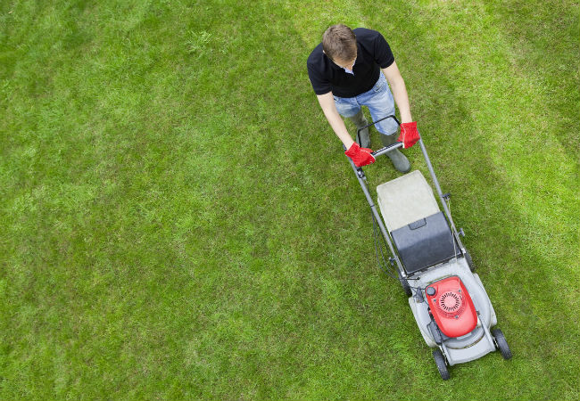 6 Things to Know About Lawn Striping