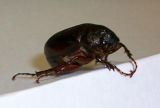 Common June Beetle