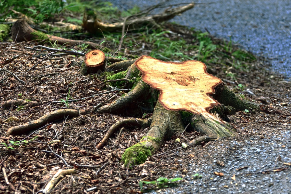 A freshly cut tree stump.