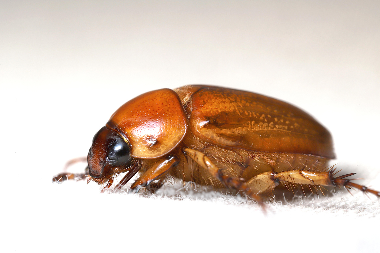 Profile view of this medium-large North American beetle, whose larvae can cause damage. White background; full frame.