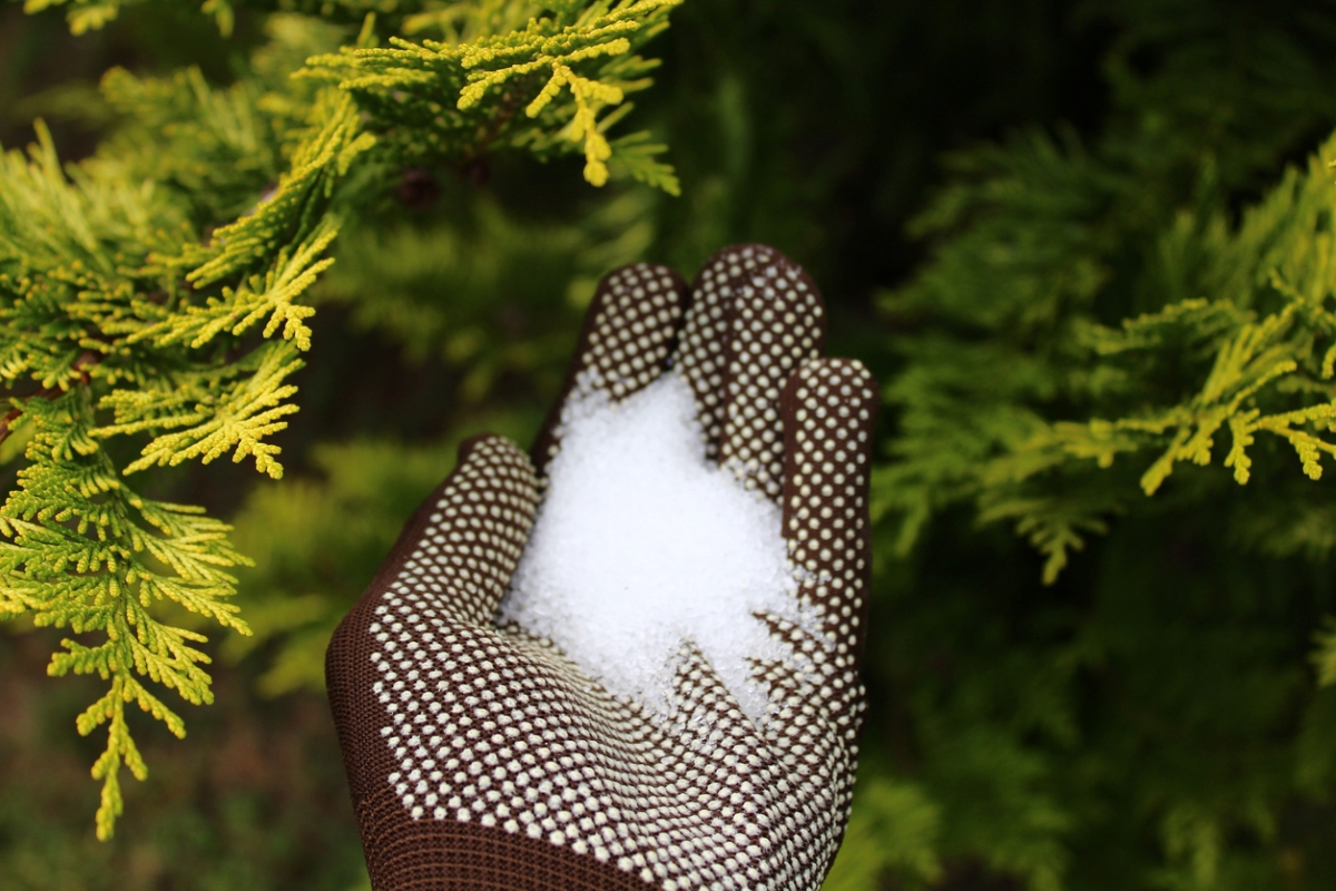 Epsom salt in gloved hand near plants.