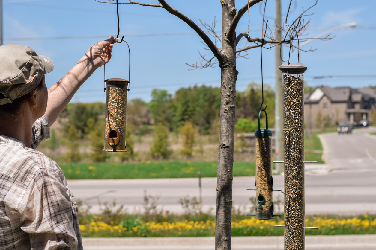 Woman is hanging bird feeders on tree branches in suburban neighbourhood