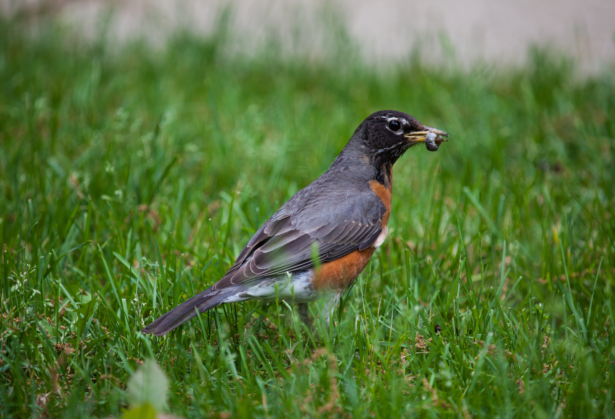 an orange breasted Robin bird with a juicy grub (believed to be a June bug or beetle larva) in its beak that it just pulled out of the wet grass