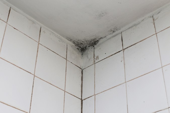 how to get rid of mold on walls