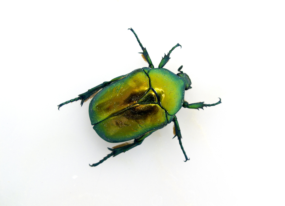 Green scarab beetle isolated on white