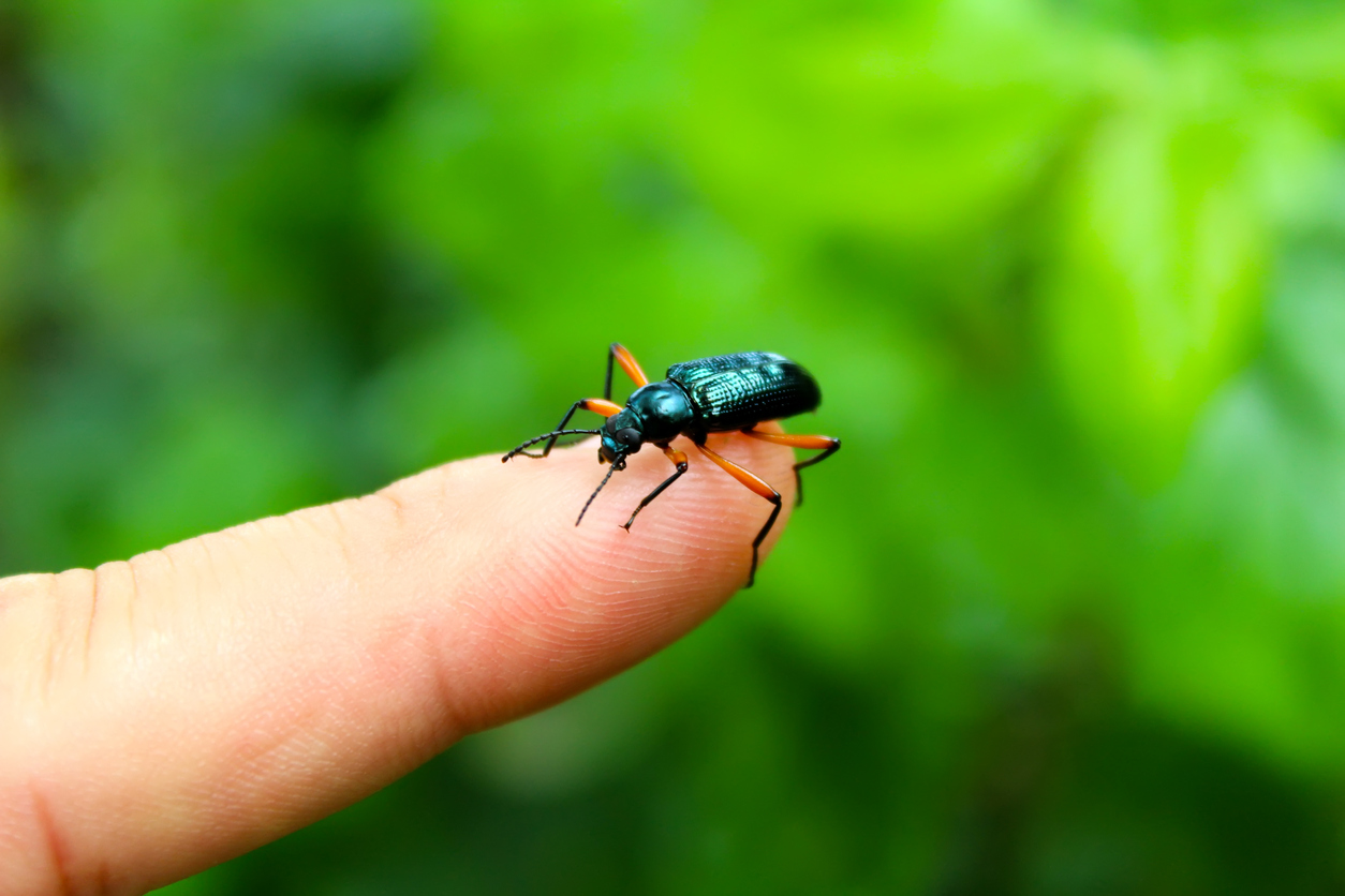 blue beetle you on finger