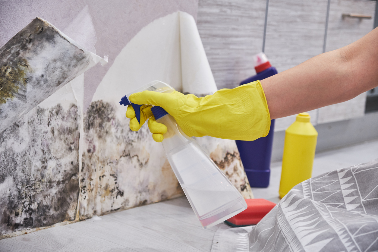 how to get rid of mold on walls