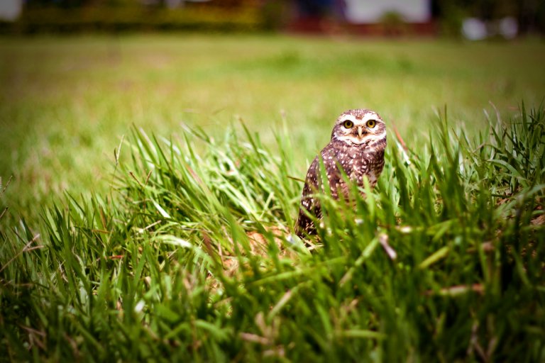 An owl standing in tall grass in a yard.