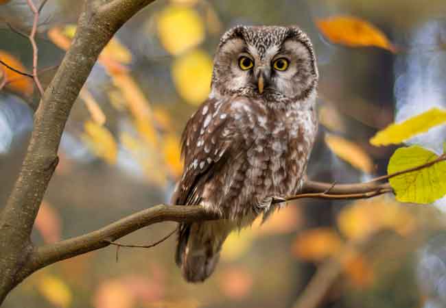 How To: Attract Owls to Your Yard—And Why You Should!