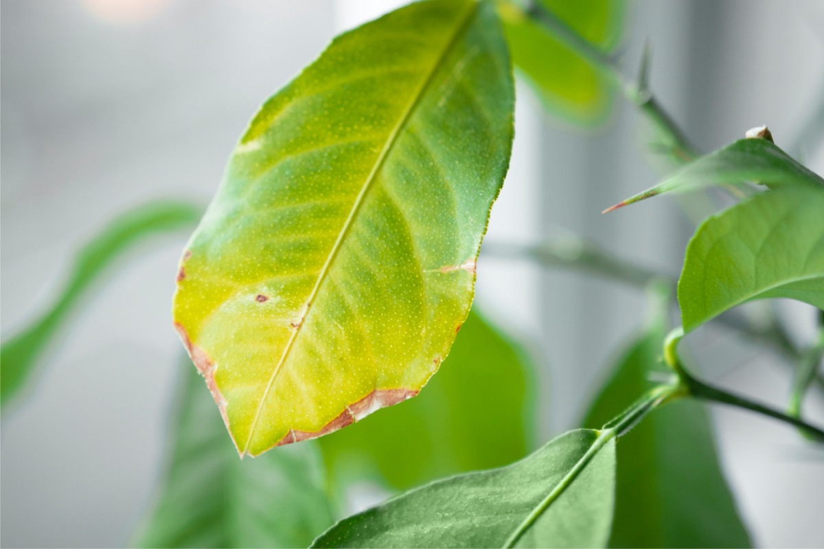 A green leaf turning yellow with brown edges.