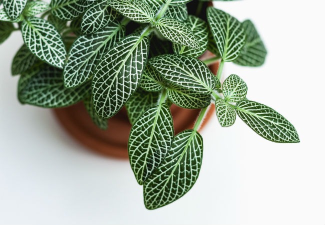 The Dos and Don’ts of Buying Plants Online