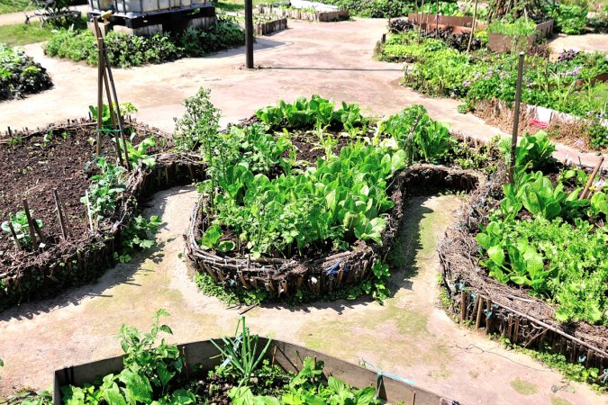 A long keyhole garden bed with two concave sections is mostly full of leafy green vegetables.