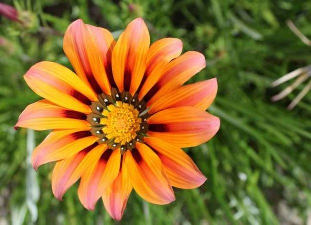 14 Long-Lasting Flowers for Your Yard