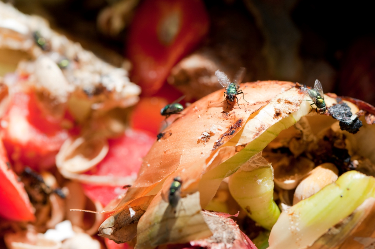 Multiple flies on rotting vegetables in a compost bin.
